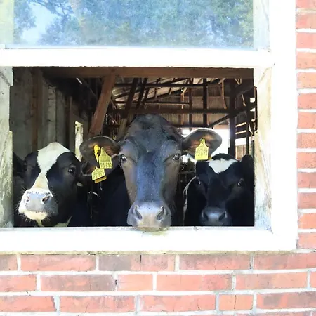 Semesterbostad Heinrichs *